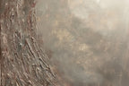 Rose Nebula