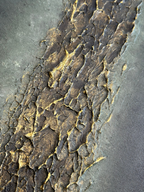 Strata I